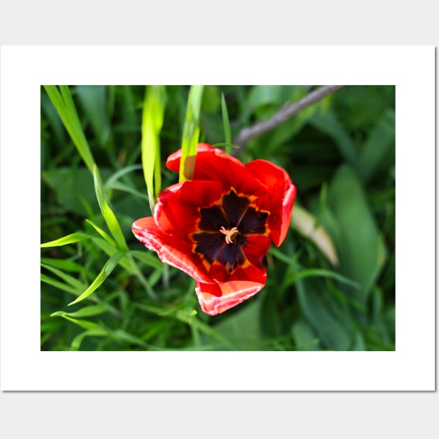 Red Tulip Wall Art by Kate-P-